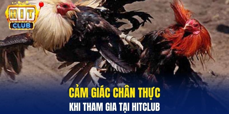 Đá Gà Hitclub – Sân Chơi Trực Tuyến Gay Cấn Và Hấp Dẫn Cảm giác chân thực khi tham gia tại Hitclub