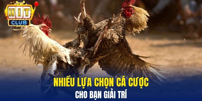Đá Gà Hitclub – Sân Chơi Trực Tuyến Gay Cấn Và Hấp Dẫn Nhiều lựa chọn cá cược cho bạn giải trí