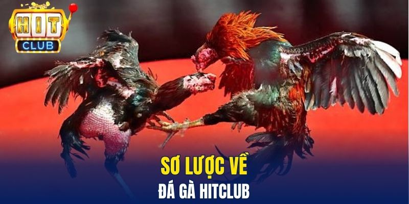 Đá Gà Hitclub – Sân Chơi Trực Tuyến Gay Cấn Và Hấp Dẫn Sơ lược về Đá gà Hitclub